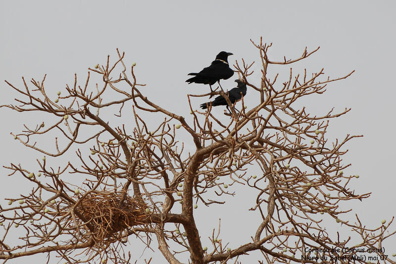 Pied Crow adult breeding
