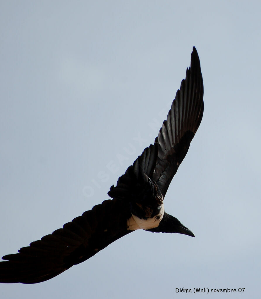 Corbeau pie