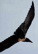 Pied Crow