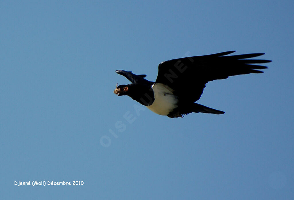 Pied Crowadult, Flight