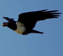 Corbeau pie