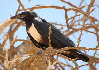 Corbeau pie