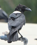 Pied Crow