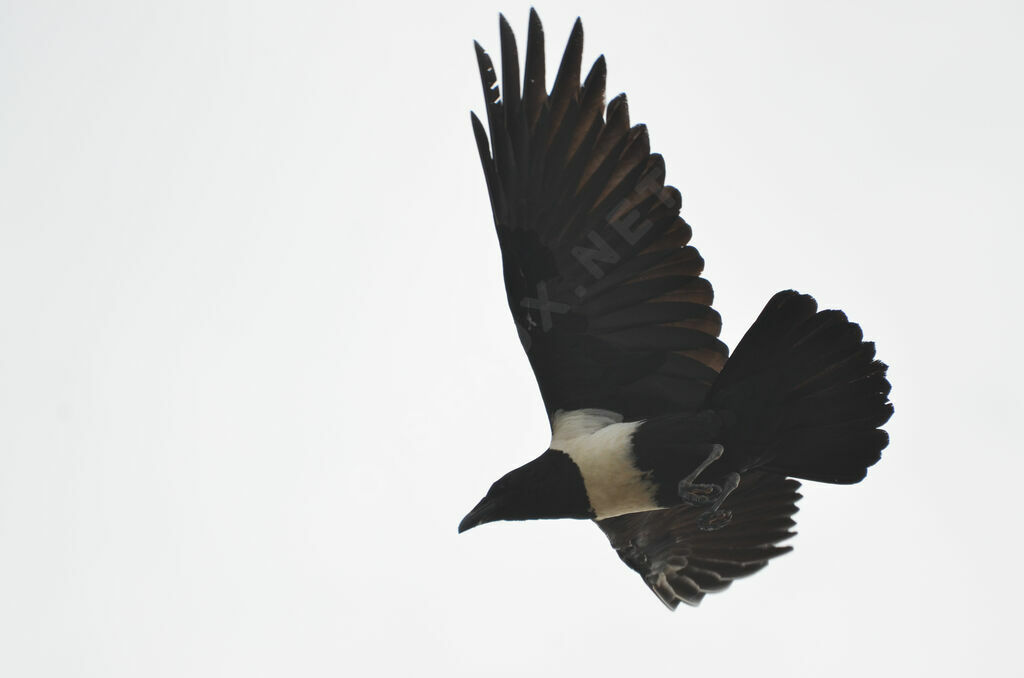 Pied Crowadult, Flight