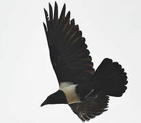 Pied Crow