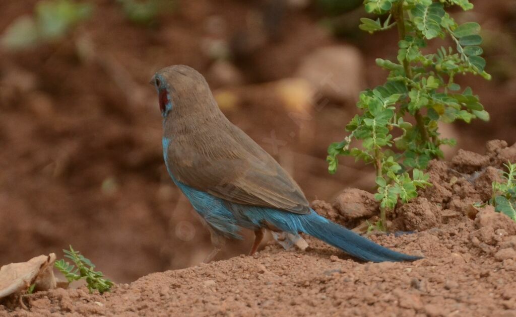 Red-cheeked Cordon-bleuadult, identification
