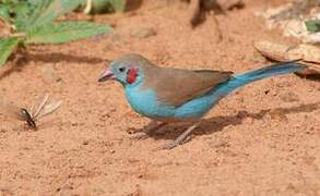 Red-cheeked Cordon-bleu