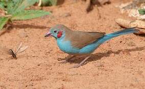 Cordonbleu à joues rouges