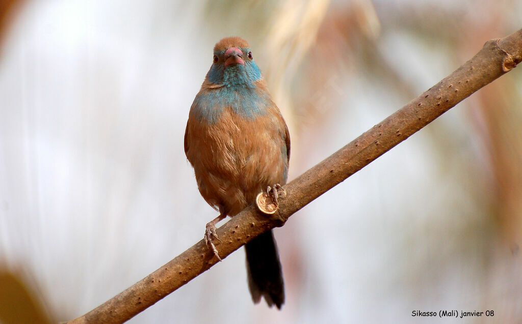 Red-cheeked Cordon-bleuimmature