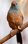 Red-cheeked Cordon-bleu