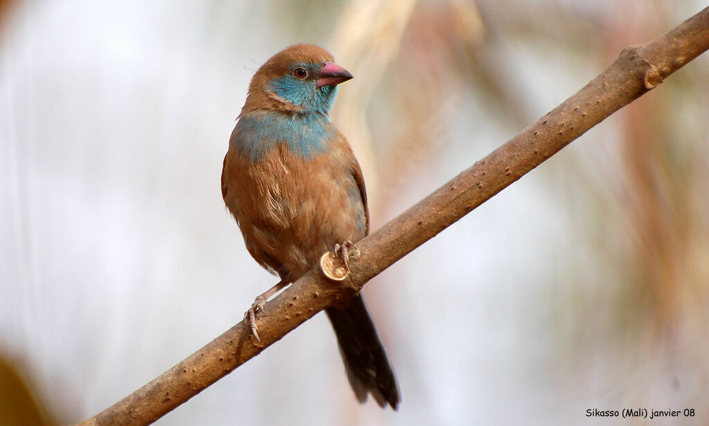 Cordonbleu à joues rougesimmature