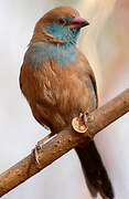 Red-cheeked Cordon-bleu