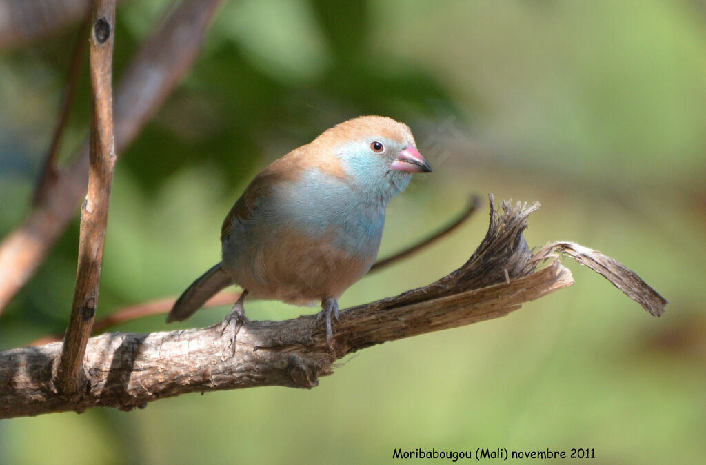 Cordonbleu à joues rougesimmature, identification