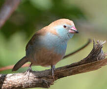 Red-cheeked Cordon-bleu