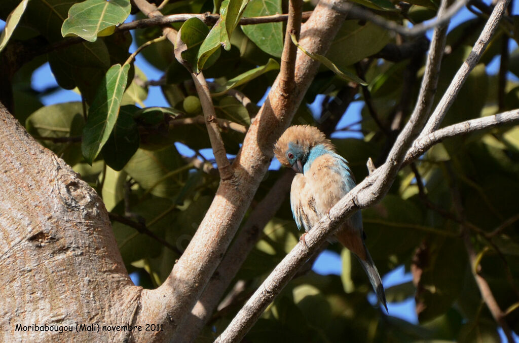 Red-cheeked Cordon-bleu