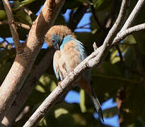 Red-cheeked Cordon-bleu