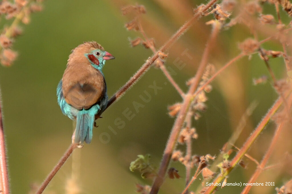 Cordonbleu à joues rouges mâle adulte, identification