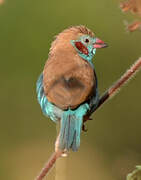 Red-cheeked Cordon-bleu