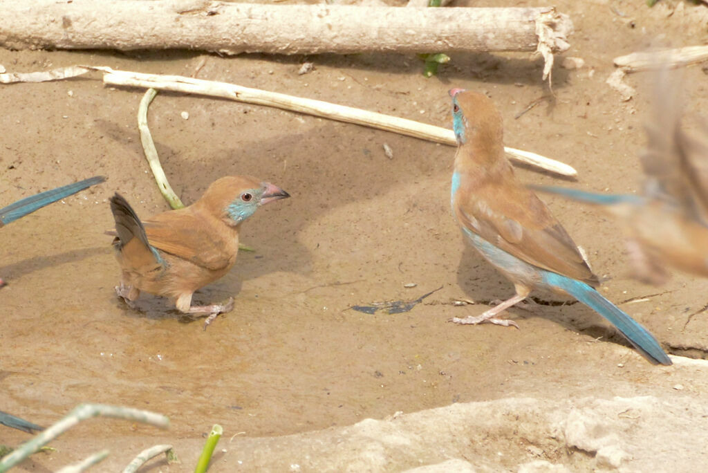 Cordonbleu à joues rouges