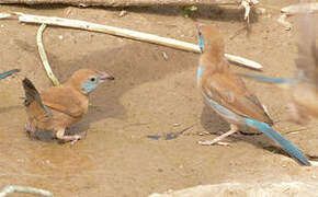 Cordonbleu à joues rouges