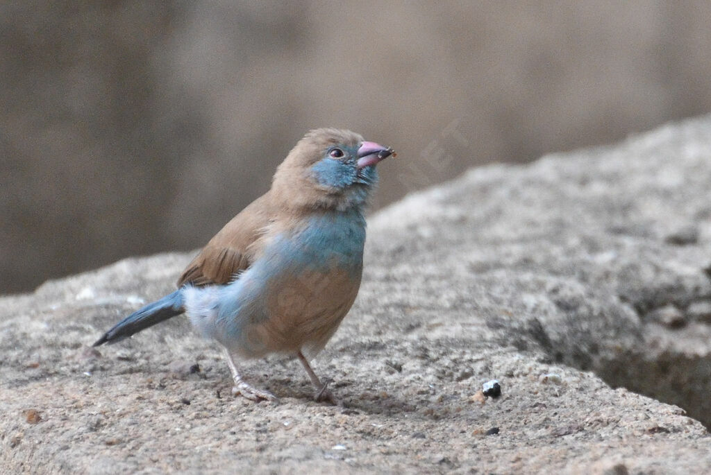 Cordonbleu à joues rouges femelle adulte, identification