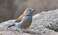 Cordonbleu à joues rouges