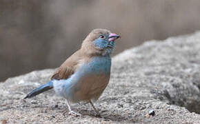 Red-cheeked Cordon-bleu