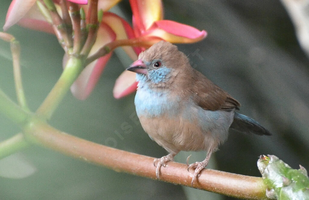 Cordonbleu à joues rouges femelle adulte, identification