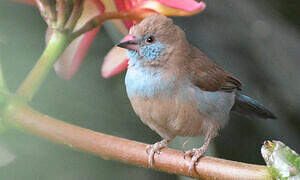 Red-cheeked Cordon-bleu