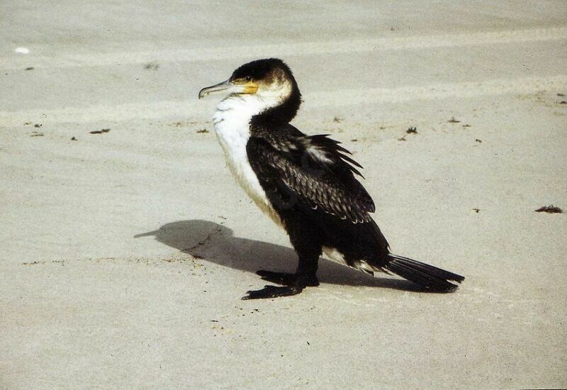 Cormoran à poitrine blanche