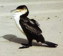 White-breasted Cormorant