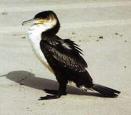 Cormoran à poitrine blanche