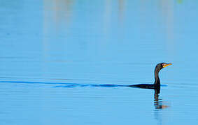 Reed Cormorant