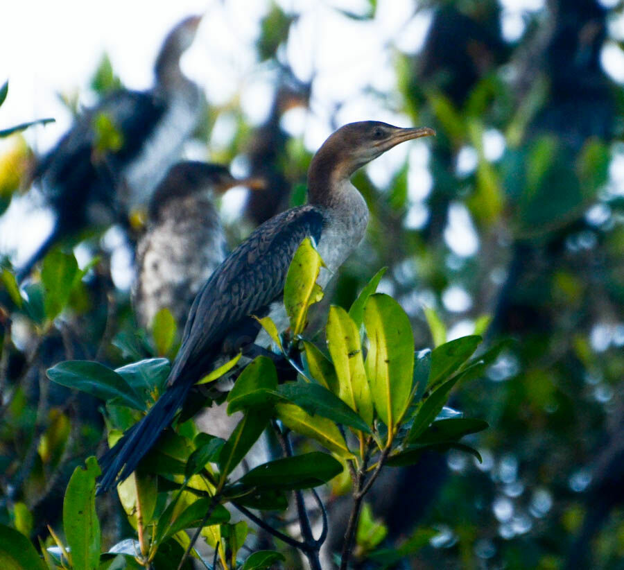 Reed Cormorantimmature