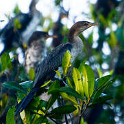 Reed Cormorant