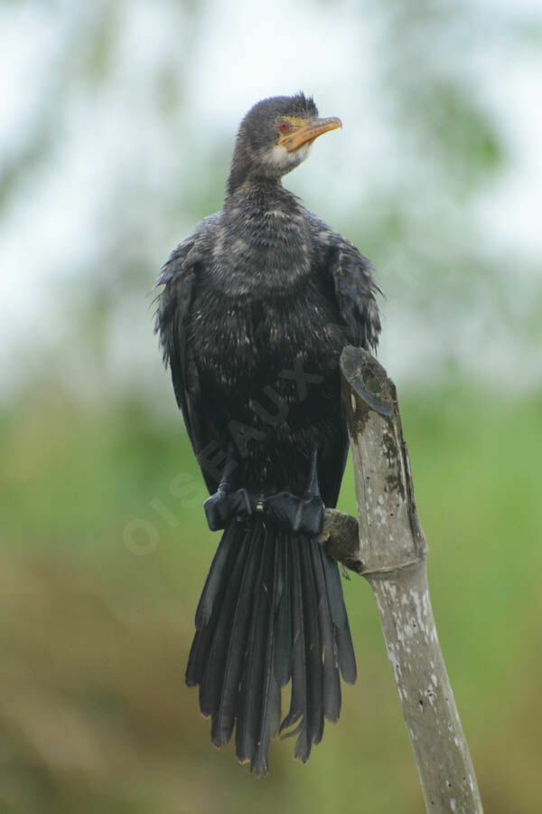 Reed Cormorantadult post breeding, identification