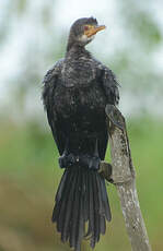 Cormoran africain