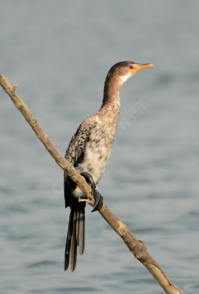 Cormoran africainimmature