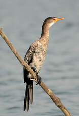 Cormoran africain