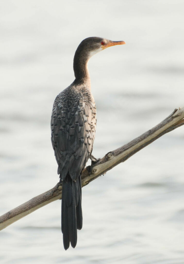 Cormoran africainimmature