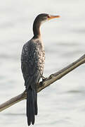 Reed Cormorant