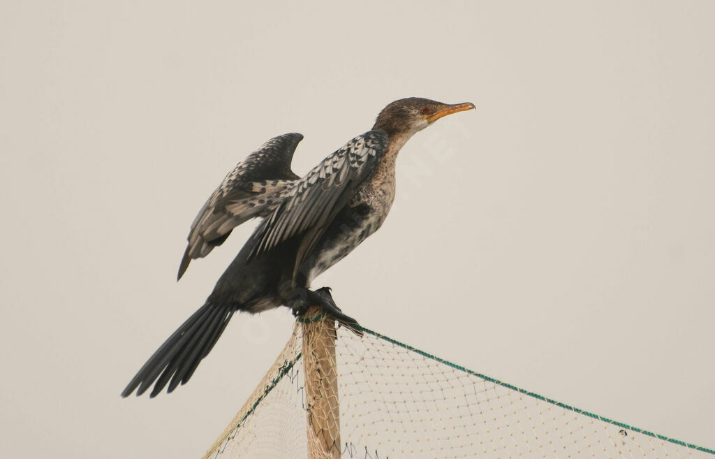 Cormoran africain1ère année, identification