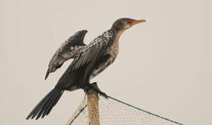 Reed Cormorant