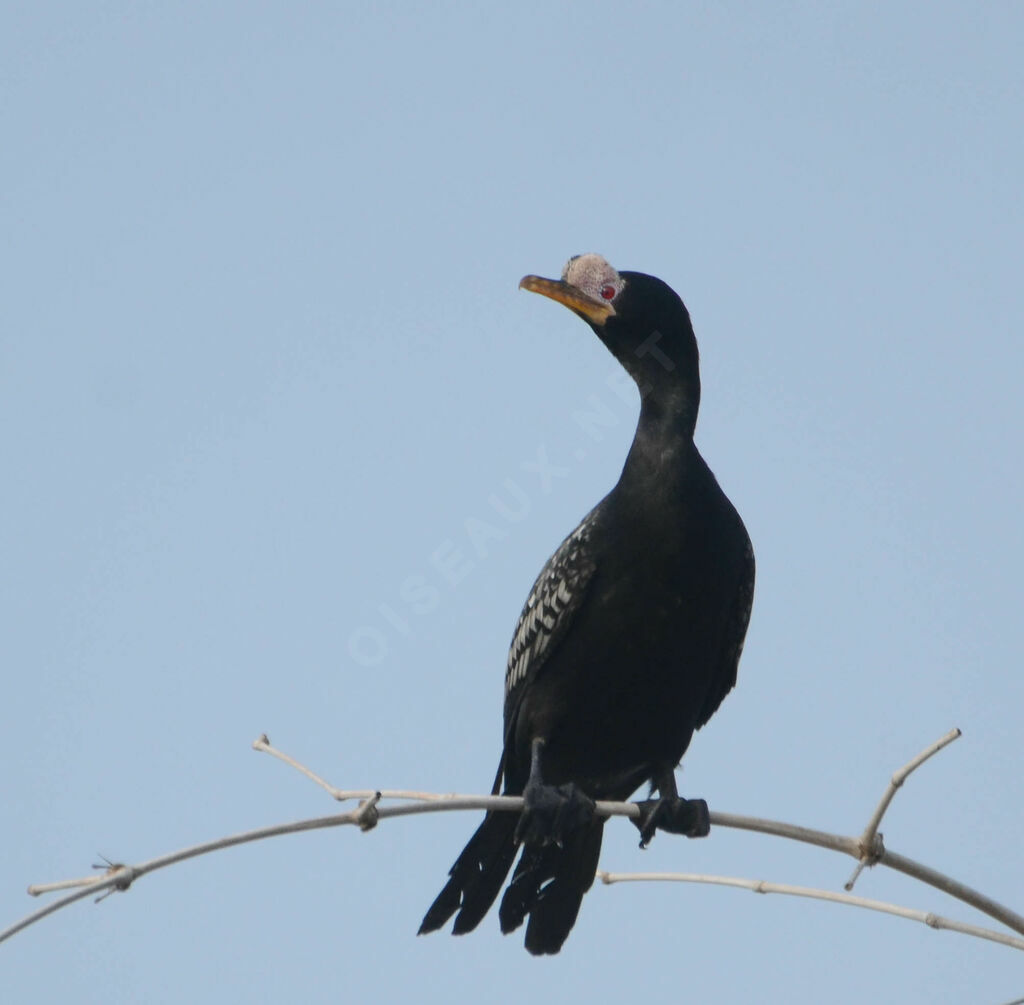 Reed Cormorantadult breeding