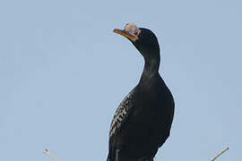 Cormoran africain