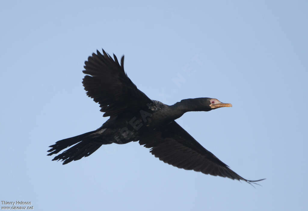 Reed Cormorantadult, Flight