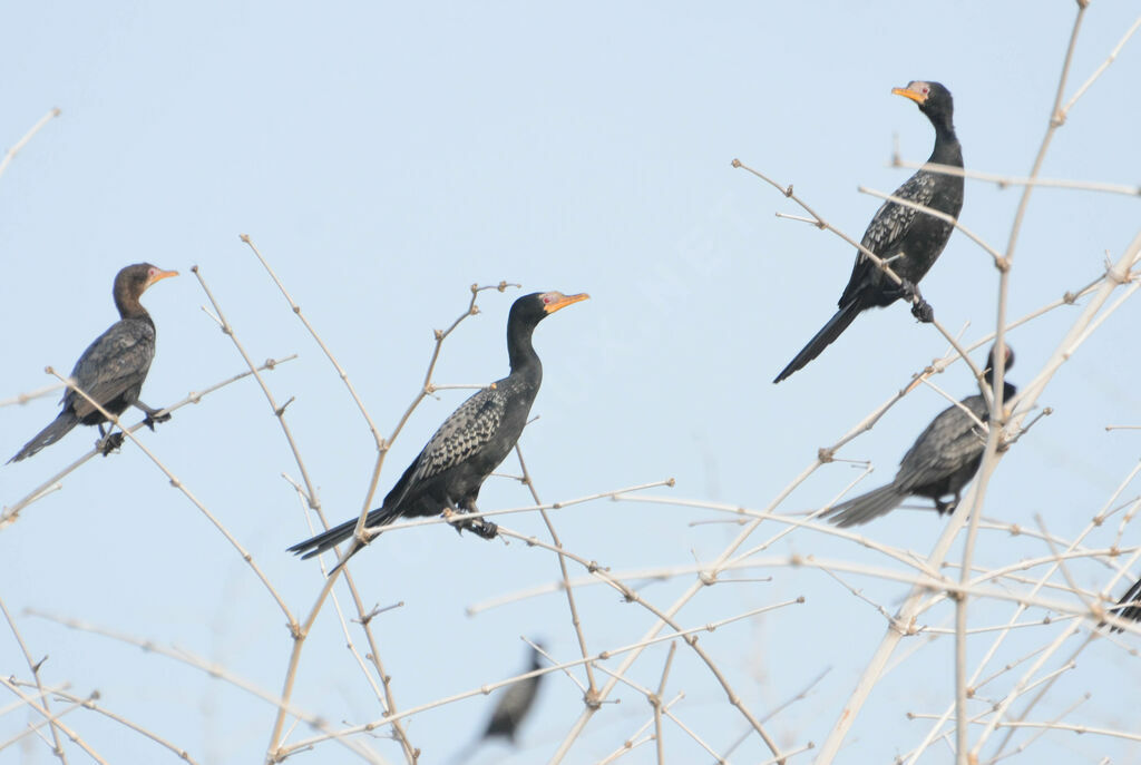 Cormoran africain