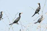 Cormoran africain