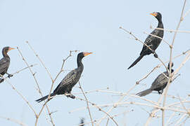 Reed Cormorant