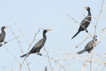 Cormoran africain